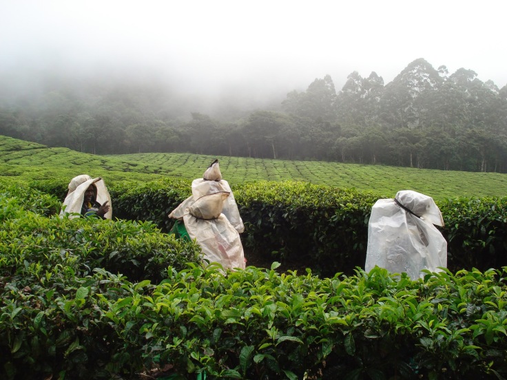 Munnar tea gardens (2)